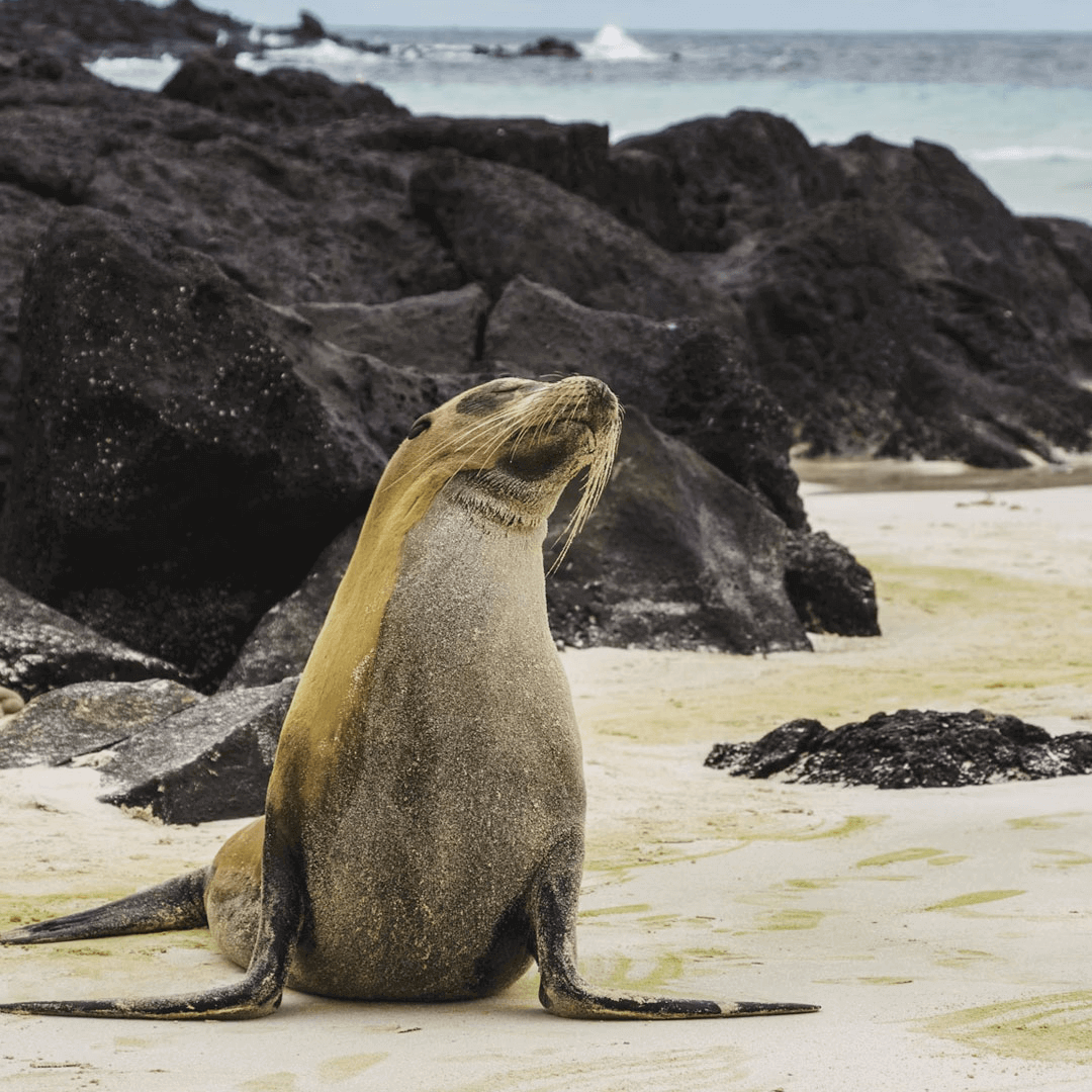 Imagen promocional de Campaña 19