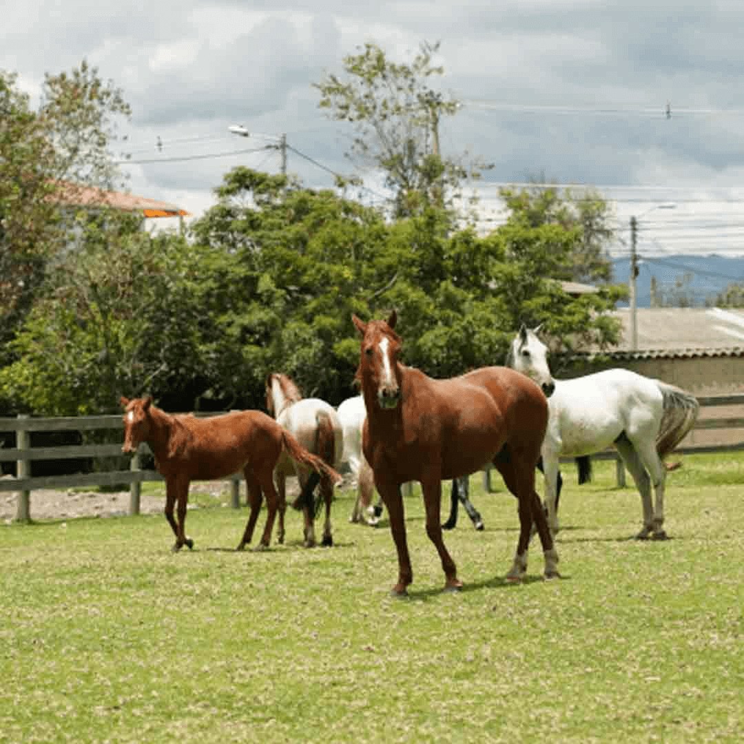 Imagen promocional de Campaña 19